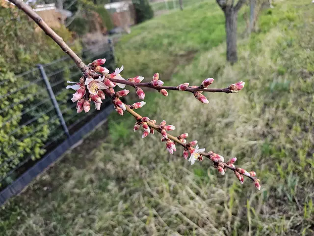 Immer mehr Blüten öffnen sich: Blütenstand Mandelblüte am 06.03.2025 | Foto: Eva Bender 