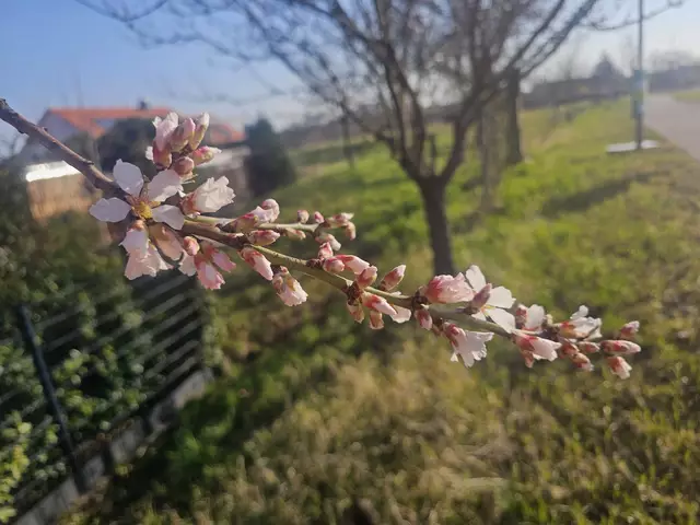 Blütenstand Mandelblüte am 07.03.2025: Das Gimmeldinger Mandelblütenfest rückt in großen Schritten näher | Foto: Eva Bender