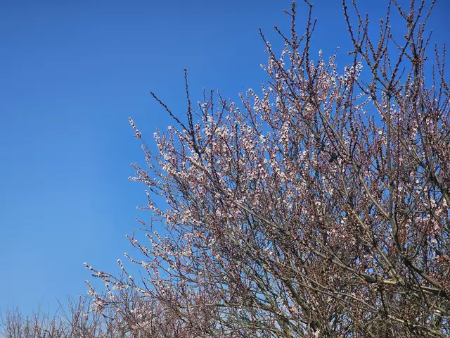 Vereinzelt blühen die Mandelbäume schon am 07.03.2025 | Foto: Eva Bender 
