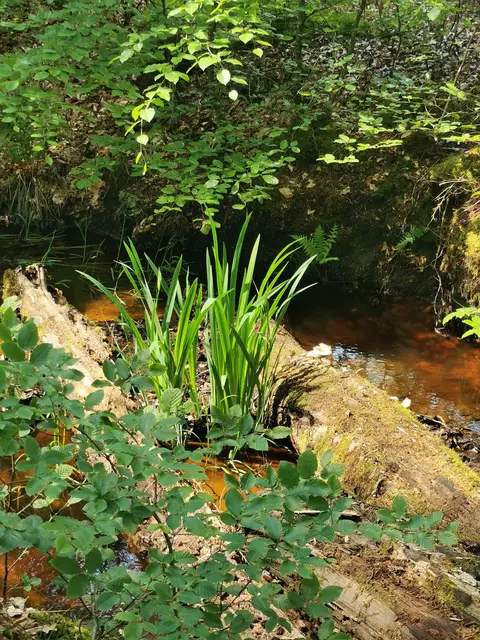 Frühlingskraft am Otterbach | Foto: Heike Schwitalla