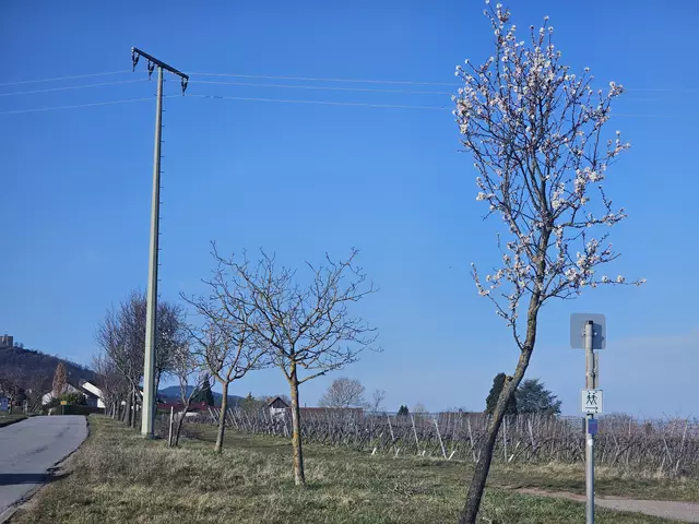 Mandelbäumchen 07.03.2025 | Foto: Eva Bender 