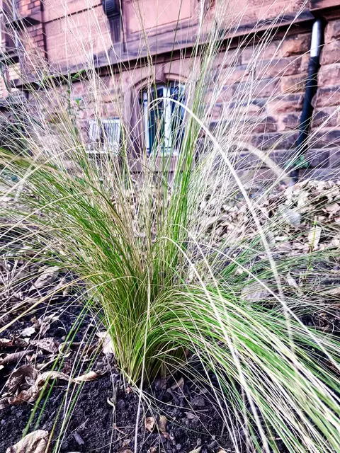 Gehört zu den Gräsern, die nicht geschnitten werden: Stipa tenuissima | Foto: Cornelia Bauer