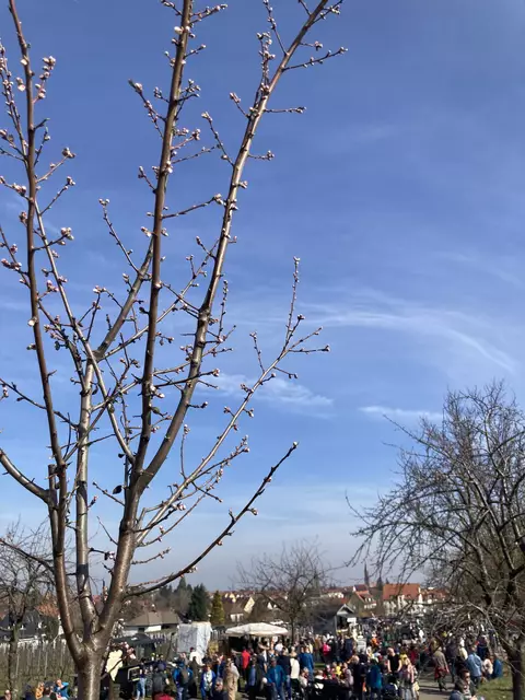 Die Mandelmeile in Edenkoben findet 2025 am Wochenende, 8. und 9. März, sowie am 15. und 16. März statt. | Foto: Anouar Touir