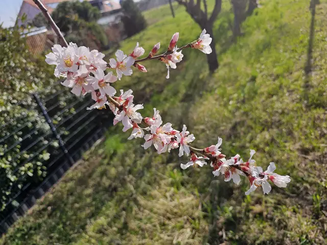 Blütenstand am 09.03.2025: Der Mandelblüten-Countdown läuft - immer mehr Bäume blühen  | Foto: Eva Bender 