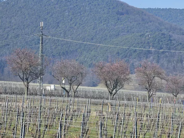 Bis alle Mandelbäume in voller Blüte stehen, dauert es noch ein wenig (Stand 09.03.2025) | Foto: Eva Bender