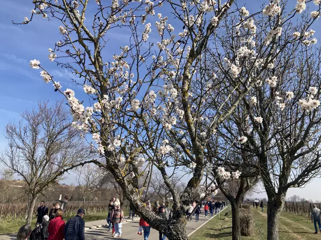 Die Mandelmeile in Edenkoben findet 2025 am Wochenende, 8. und 9. März, sowie am 15. und 16. März statt. | Foto: Anouar Touir