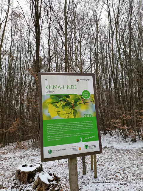 Klimalinde | Foto: Ich