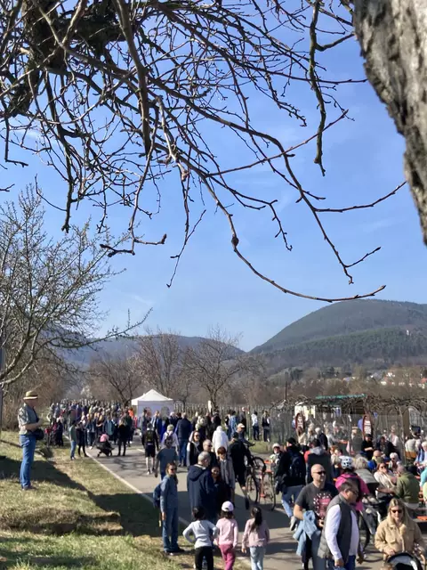 Die Mandelmeile in Edenkoben findet 2025 am Wochenende, 8. und 9. März, sowie am 15. und 16. März statt. | Foto: Anouar Touir