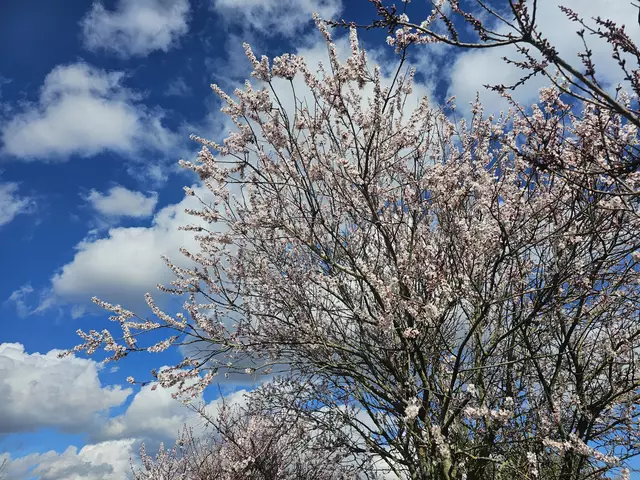 Ein Mandelbäumchen nach dem anderen öffnet langsam seine Blüten. | Foto: Eva Bender