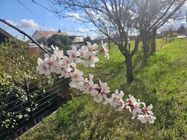 Blütenstand am 11.03.2025: Je nach Sorte blüht es schon hier und da, bis zum Naturschauspiel entlang der Deutschen Weinstraße muss man sich aber noch etwas gedulden | Foto: Eva Bender