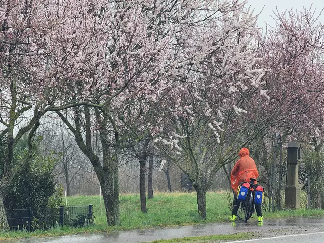 Blütenstand der Mandelbäume am 13.03.2025: Trotz des bescheidenen Wetters, blüht es neben weiß auch immer mehr rosa | Foto: Eva Bender
