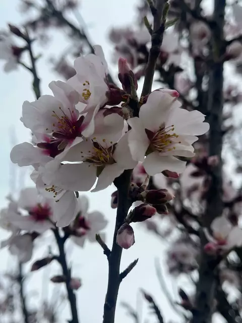 Je nach Sorte von weiß bis pink | Foto: Eva Bender 