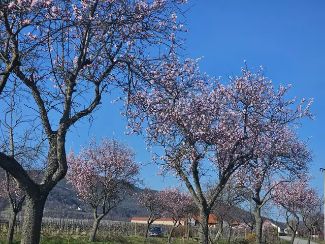 Blütenstand Mandelblüte am 16.03.2025: immer mehr rosa in Sicht | Foto: Eva Bender 