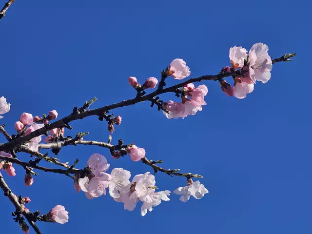 Blütenstand am 16.03.2025: es dauert nicht mehr lange, dann stehen die rosa Mandelbäume in voller Blüte | Foto: Eva Bender 