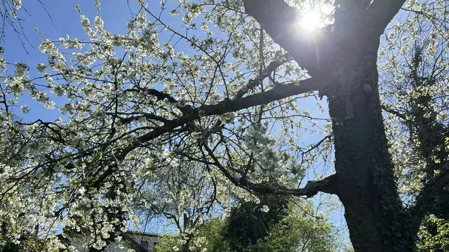 Auch im eigenen Garten sorgt die Kirsche im Frühling für Blütenpracht | Foto: Braunbach