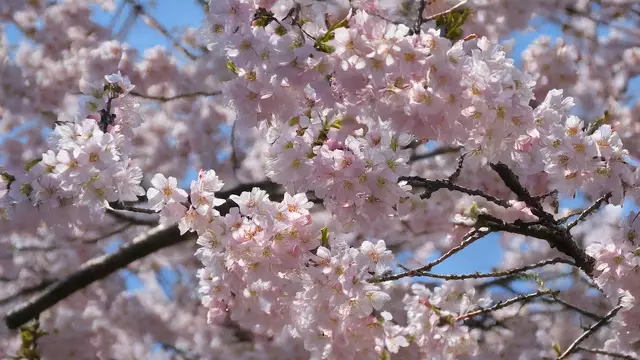 Kirschblüte in der Pfalz: Kirschblüten in voller Pracht | Foto: Heike Schwitalla