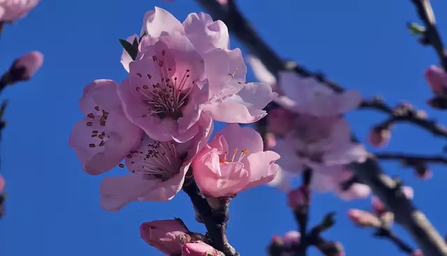 Mandelblüten am 19.03.2025 | Foto: Eva Bender