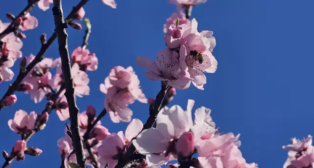 Blütenstand am 19.03.2025: Es summt und brummt - die Bienen freuen sich über die zahlreichen rosa Mandelblüten | Foto: Eva Bender