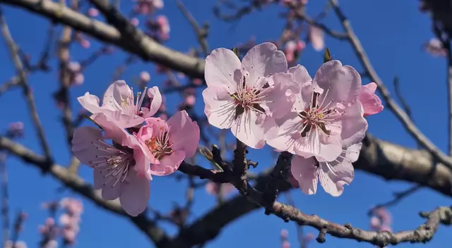 Mandelblüten (19.03.2025) | Foto: Eva Bender