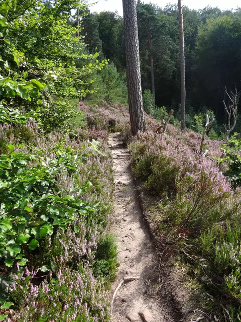Ziegenmelkerreservat Lambrecht | Foto: Ich