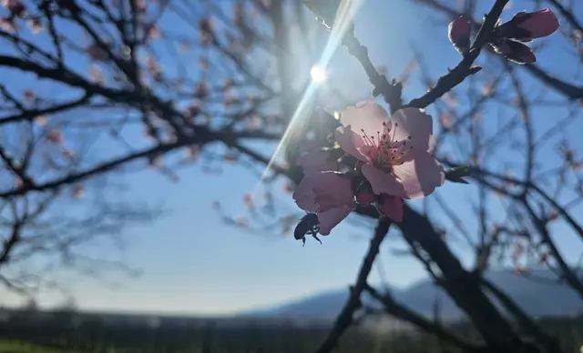 Der Frühling ist da (19.03.2025) | Foto: Eva Bender