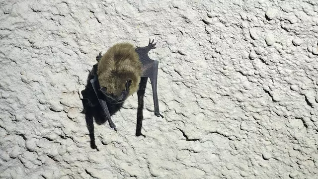 Manchmal lässt sich auch ein Bewohner blicken. Im Schlaf lassen sich die Fledermäuse von den Besuchern aber nicht stören. | Foto: Eva Bender