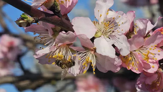 Blütenstand am 22.03.2025 auf dem Gimmeldinger Mandelblütenfest  | Foto: Eva Bender