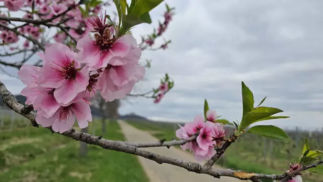 Blütenstand am 30.03.2025: Zu den Mandelblüten gesellen sich immer mehr grüne Blätter | Foto: Eva Bender