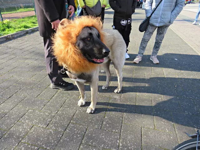 Ein Löwe beim Lätarefest? Nein, ein verkleideter Kangal ;-) | Foto: Brigitte Melder