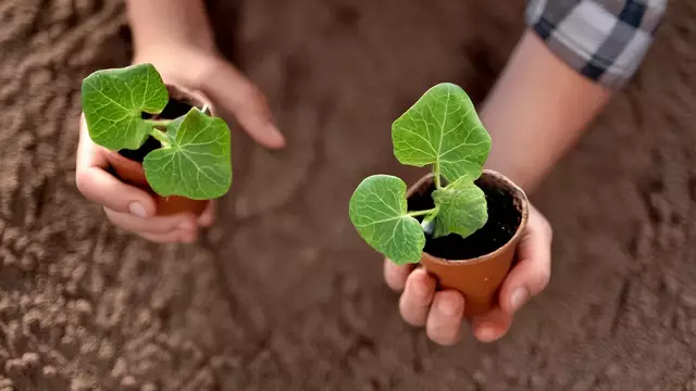 Hobbygärtner aufgepasst: In Germersheim werden beim Feierabendmarkt im April auch Pflanzen getauscht | Foto: Heike Schwitalla