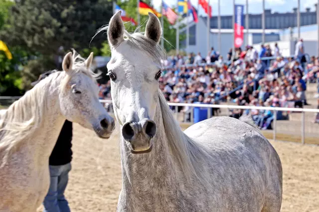 Maimarkt 2024 | Foto: Wolfgang Neuberth