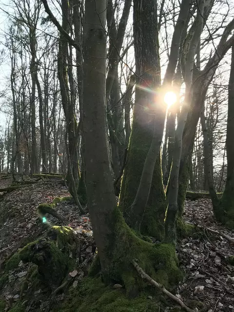 Symbolbild Trauer | Foto: Stephanie Walter