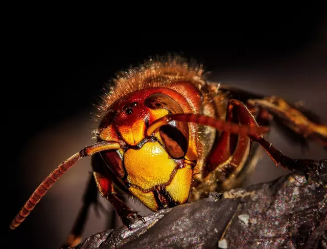 Die Asiatische Hornisse in Makroaufnahme. Das als angriffslustig geltende Insekt sieht aus wie ein Predator von einer anderen Welt. | Foto: Umsiedlungen/Bieneninspektor Kanton Thurgau