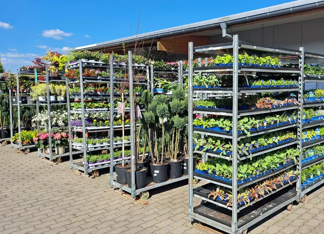 Die Auswahl an Blumen, Pflanzen und Gehölzen verschönert Freisitz und Garten. Auch wer selbst Gemüse und Salat anbauen will, muss bei Landfuxx nicht lange suchen | Foto: Monika Klein