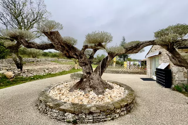 Außergewöhnlich gewachsener alter Olivenbaum | Foto: Johann-Peter Melder