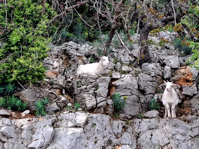 Wilde Ziegen | Foto: Brigtte Melder