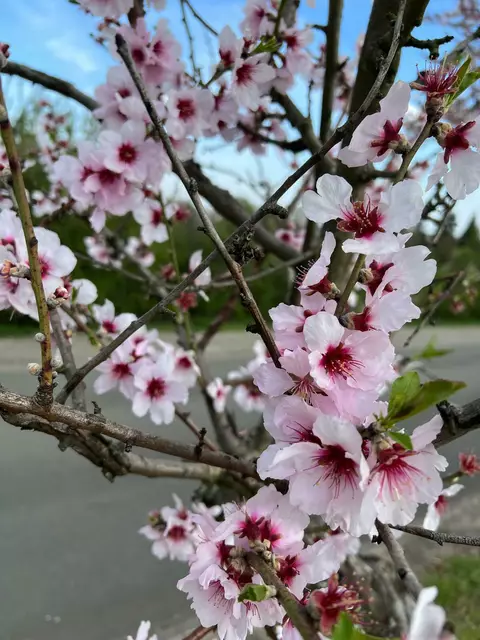 Mandelblüte 3 | Foto: Ich