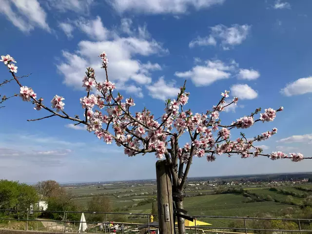 Mandelblüte 2 | Foto: Ich