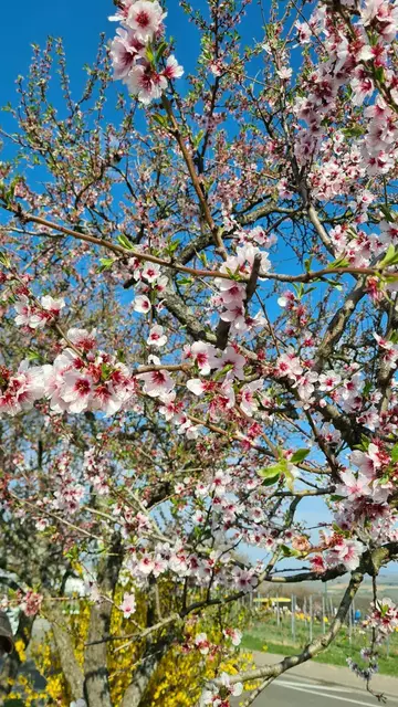 Mandelblüte | Foto: Ich