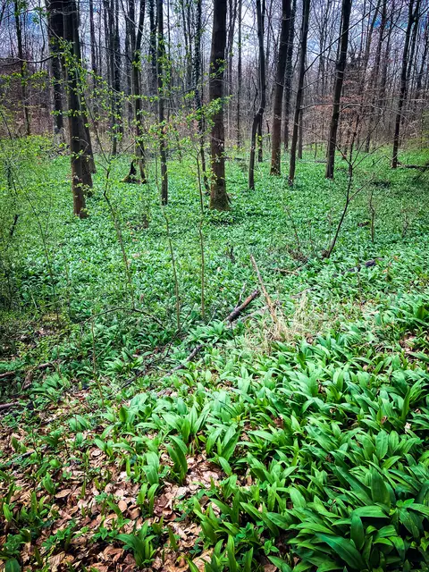 Jede Menge Bärlauch in den Hördter Rheinauen | Foto: Cornelia Bauer