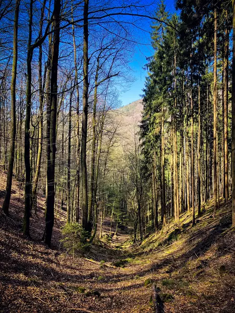 Der Pfälzerwald im Frühling | Foto: Cornelia Bauer