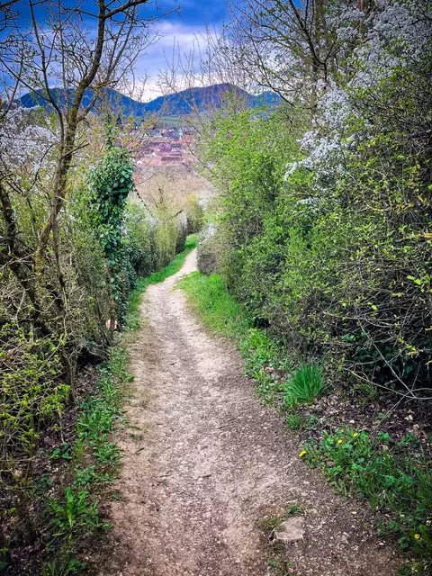 Es geht wieder ins Tal: nach Ilbesheim | Foto: Cornelia Bauer