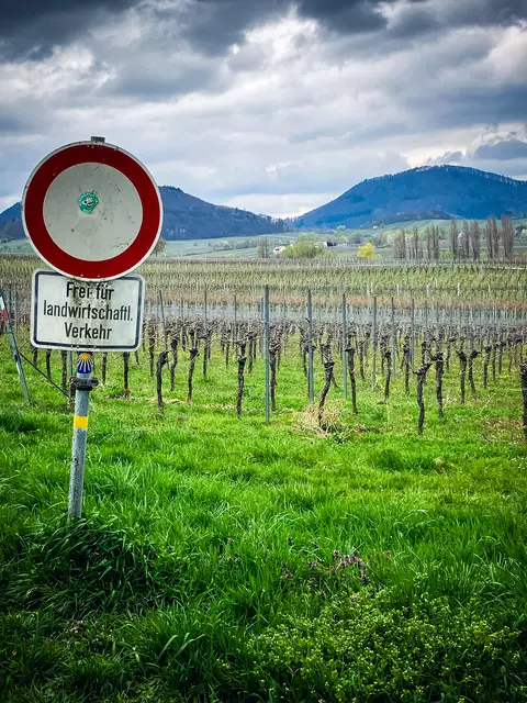 Der Pfälzer Jakobsweg führt durch die Weinberge | Foto: Cornelia Bauer