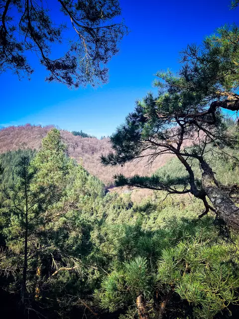 Der Pfälzerwald präsentiert sich bei dieser Wanderung von seiner schönsten Seite | Foto: Cornelia Bauer