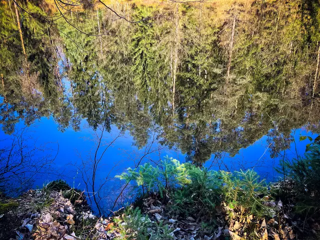 Impressionen vom Pfälzer Jakobsweg: Spiegelung des Waldes in einem Weiher | Foto: Cornelia Bauer