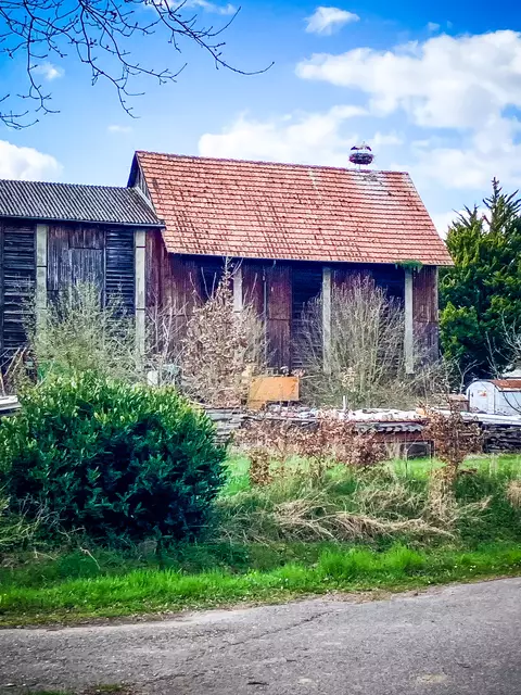 Ein Storchenpaar auf dem Dach einer Scheune | Foto: Cornelia Bauer
