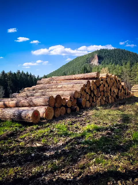 Unterwegs im Pfälzerwald | Foto: Cornelia Bauer