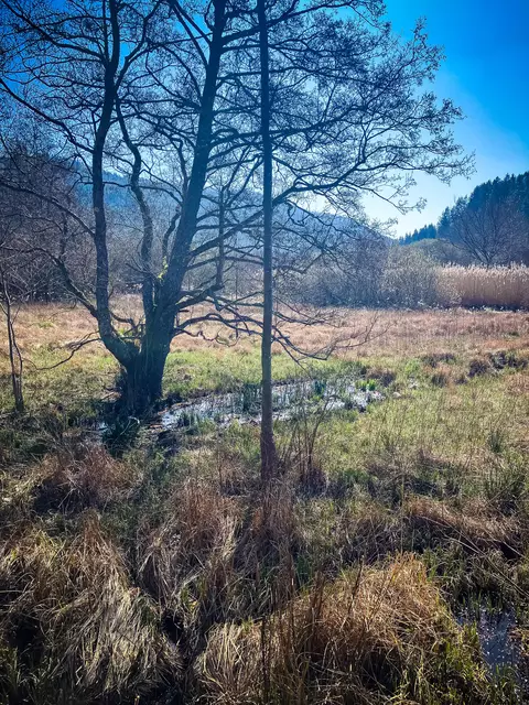 Das Naturschutzgebiet Königsbruch | Foto: Cornelia Bauer