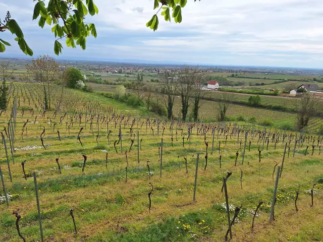 Aussicht vom Schlossgarten Herxheim | Foto: Ich