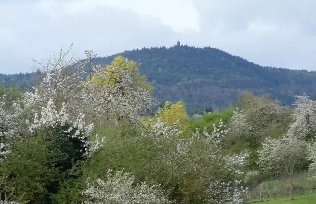 Blick zum Bismarckturm | Foto: Ich